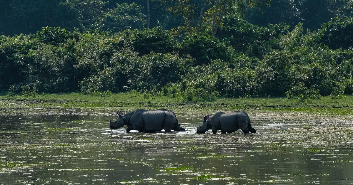 kaziranga