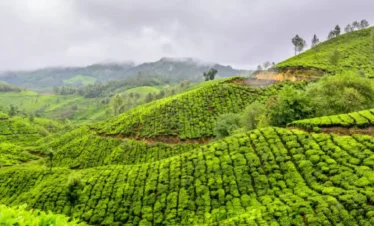 wayanad tour package from kolkata