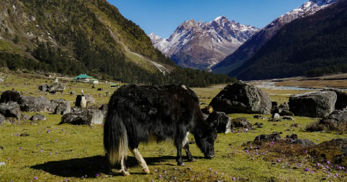 gangtok tour package